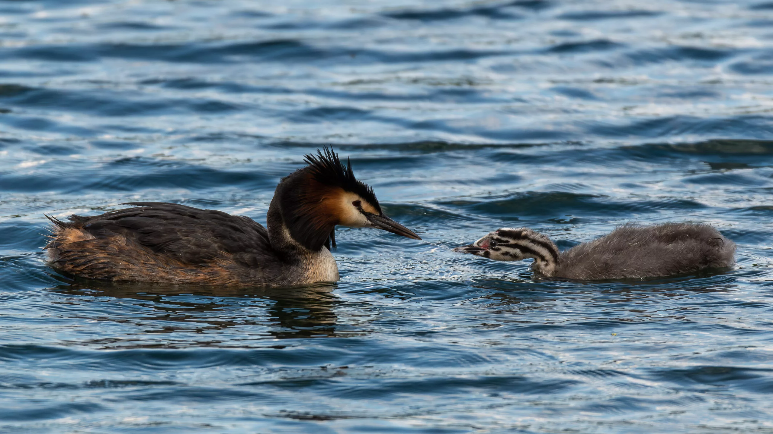 DSC_6217-Verbessert-RR_SocialMedia_Export